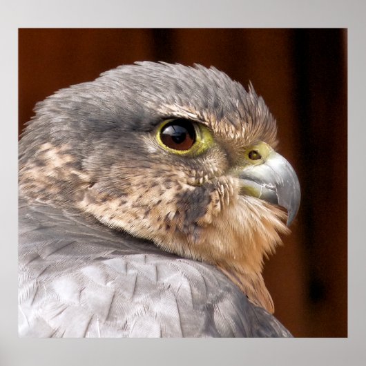 MERLIN FALCON BIRD VAN PREY POSTER (Voorkant)