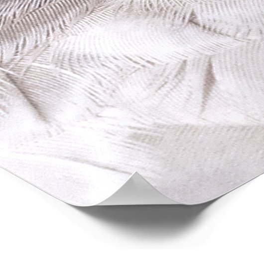 MERLIN FALCON BIRD VAN PREY POSTER (Hoek)