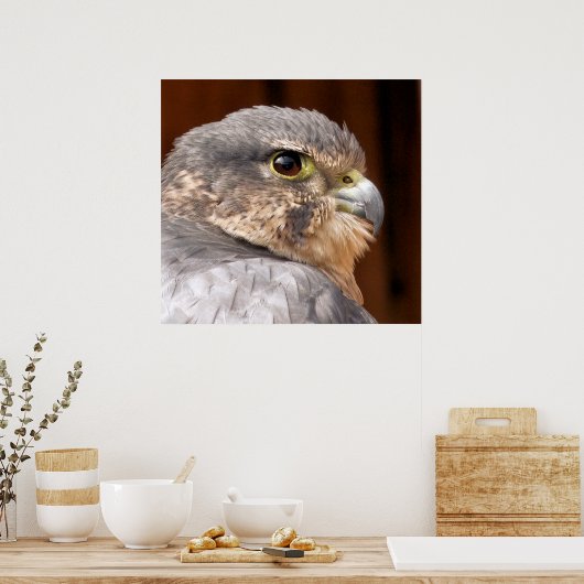 MERLIN FALCON BIRD VAN PREY POSTER (Keuken)