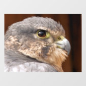 MERLIN FALCON BIRD VAN PREY RAAMSTICKER (Vel)