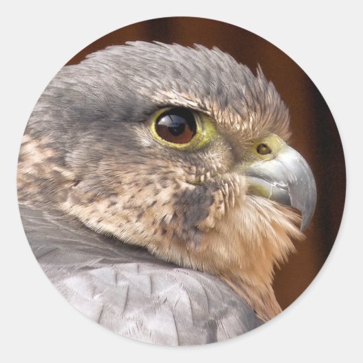 MERLIN FALCON BIRD VAN PREY RONDE STICKER (Voorkant)