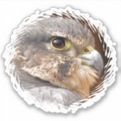 MERLIN FALCON BIRD VAN PREY STICKER (Voorkant)