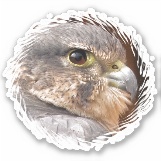 MERLIN FALCON BIRD VAN PREY STICKER (Voorkant)