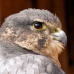 MERLIN FALCON BIRD VAN PREY THEEPOT<br><div class="desc">Een fotografisch ontwerp van een mooie vogel van prooien de merlin valk.</div>