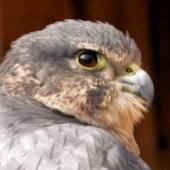 MERLIN FALCON BIRD VAN PREY TISSUEPAPIER