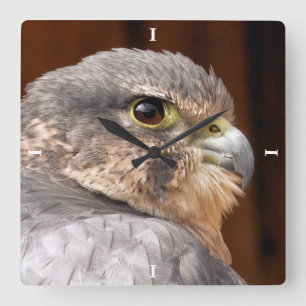 MERLIN FALCON BIRD VAN PREY VIERKANTE KLOK