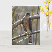 Merlin Falcon - Frameable Art Card Kaart (Gele Bloem)