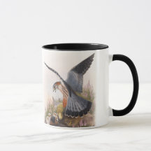 Merlin Falcon John Gould Birds of Great Britain