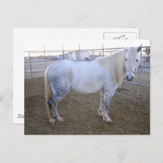 Merlin Post Card Briefkaart (Voorkant / Achterkant)