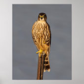 Merlin Poster (Voorkant)