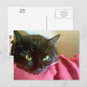 Merlin the Cat Briefkaart (Voorkant / Achterkant)