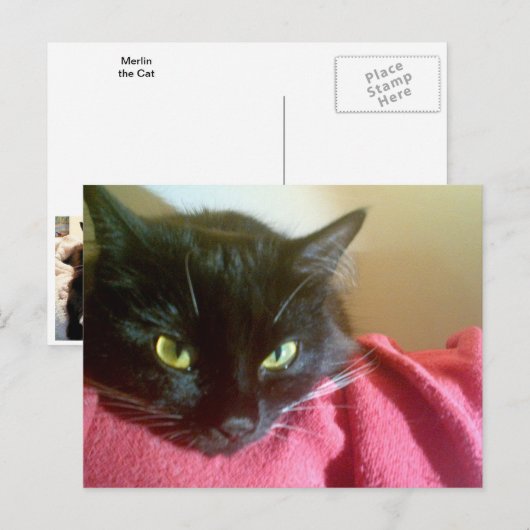 Merlin the Cat Briefkaart (Voorkant / Achterkant)