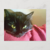 Merlin the Cat Briefkaart (Voorkant)