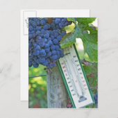 Merlot grappen bij Chateau la Grave Figeac, a Briefkaart (Voorkant / Achterkant)