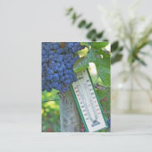 Merlot grappen bij Chateau la Grave Figeac, a Briefkaart (Staand voorkant)