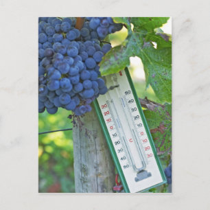 Merlotdruiven bij Chateau la Grave Figeac, een Briefkaart