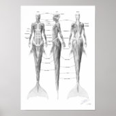 Mermaid Musculatuur Poster (Voorkant)