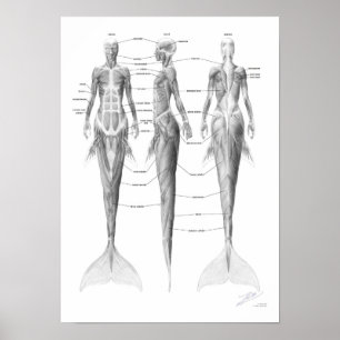 Mermaid Musculatuur Poster