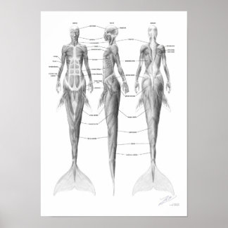 Mermaid Musculatuur Poster