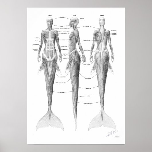 Mermaid Musculatuur Poster (Voorkant)