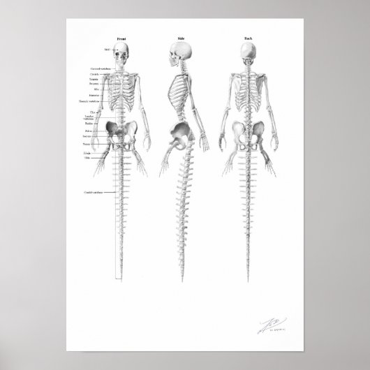 Mermaid Skeleton Poster (Voorkant)