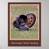 Merriam Wild Turkey Poster (Voorkant)