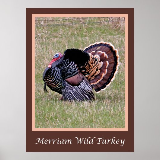 Merriam Wild Turkey Poster (Voorkant)