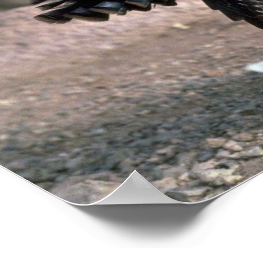 Merriams wilde kalkoen, struikgewas poster (Hoek)