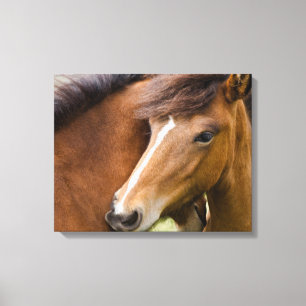 Merrie en veulen canvas afdruk