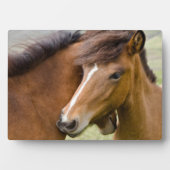 Merrie en veulen fotoplaat (voorkant)