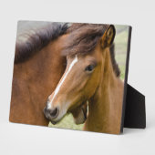 Merrie en veulen fotoplaat (Zijkant)