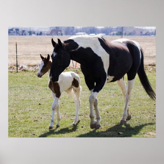 Merrie en veulen lopen poster (Voorkant)