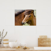 Merrie en veulen poster (Keuken)