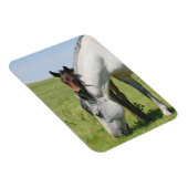 Merrie Grazing met Veulen Magneet (Rechterzijde)
