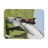 Merrie Grazing met Veulen Magneet (Horizontaal)