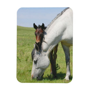 Merrie Grazing met Veulen Magneet