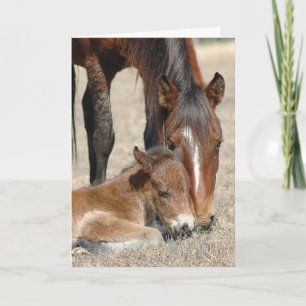 merrie met colt kaart