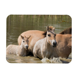 Merrie met veulen die een rivier oversteekt magneet