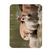 Merrie met veulen die een rivier oversteekt magneet (Verticaal)