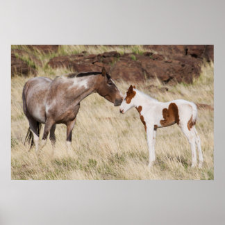 Merrie met veulen poster