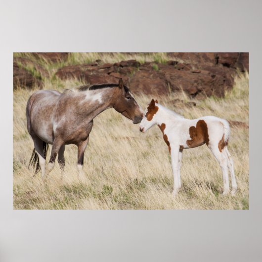 Merrie met veulen poster (Voorkant)