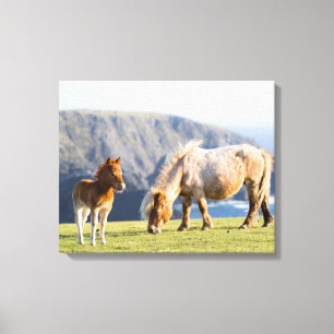 Merrie met veulen, Shetlandeilanden, Schotland Canvas Afdruk