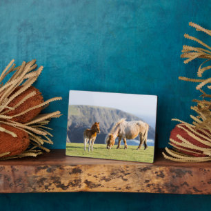 Merrie met veulen, Shetlandeilanden, Schotland Fotoplaat