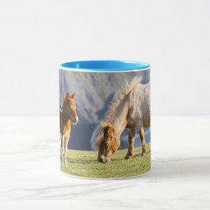 Merrie met veulen, Shetlandeilanden, Schotland Mok