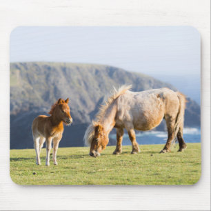 Merrie met veulen, Shetlandeilanden, Schotland Muismat
