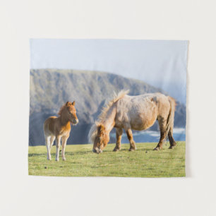 Merrie met veulen, Shetlandeilanden, Schotland Wandkleed