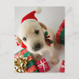 Merry Christmas - cute labrador puppy Feestdagenkaart
