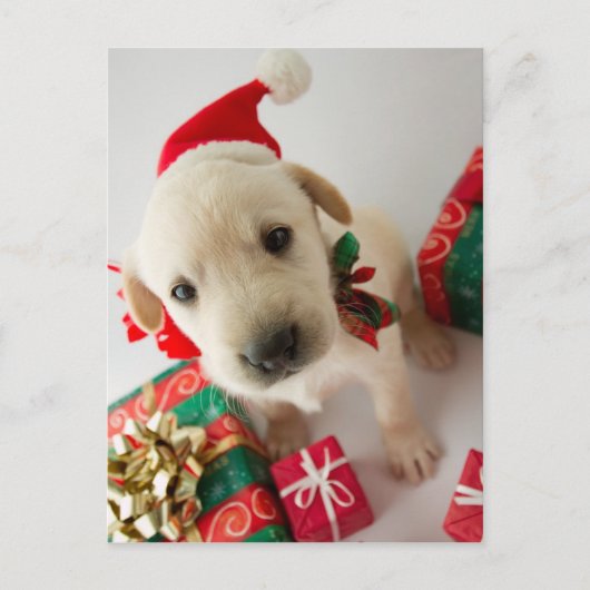 Merry Christmas - cute labrador puppy Feestdagenkaart (Voorkant)