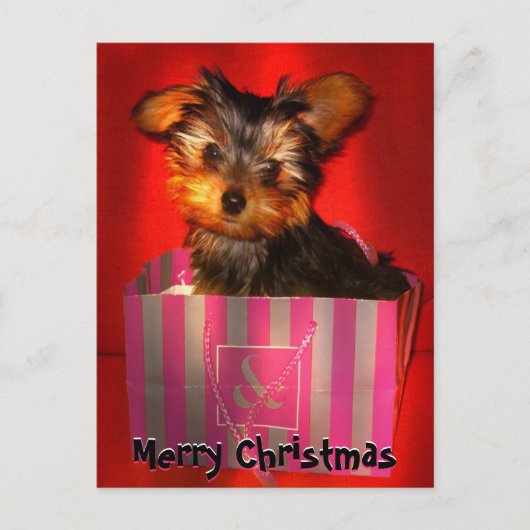 Merry Christmas Little Yorkie  Feestdagenkaart (Voorkant)