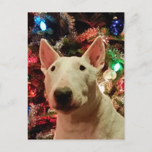 Merry Christmas Merra Bull Terrier Feestdagenkaart